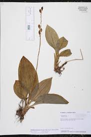 Image result for Liparis nervosa