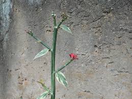 Image result for Pyrostria phyllanthoidea