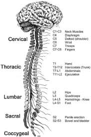 2 Progression Of Spinal Cord Injury Spinal Cord Injury