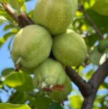 Image result for Craterosiphon quarrei