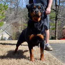 Rottweiler puppy for sale in east willington, ct, usa. Rottweiler Breeder In Atlanta Georgia Georgia Rottweiler Puppies For Sale