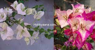 Bougainvillea Glabra Bougainvillea Spectabilis Bougainvillea Flower How To Care Bougainvillea Bougainvi Flowering Trees Leaf Compost How To Preserve Flowers
