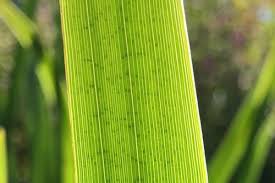 Guard cells surround tiny pores called stomata, opening and closing them to allow for gas exchange required for photosynthesis. August Origin Of Chloroplast News And Features University Of Bristol