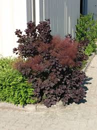 Appartenant tout comme le laurier palme (ou laurier cerise) à la famille des rosacées, à laquelle appartiennent également les pruniers et les cerisiers, le laurier du portugal (prunus lusitanica) est un arbuste à la silhouette plus légère que celle du laurier cerise. Roter Peruckenstrauch Royal Purple Cotinus Coggygria Royal Purple Baumschule Horstmann