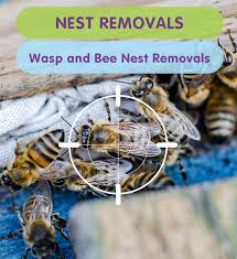Widow pest control is a local company that offers residential and commercial pest control services. Wasp Nest Removals Bee Nest Removals West London Twickenham Kingston London