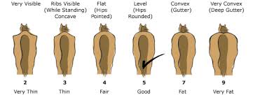 Horse Body Condition Chart Hubbard Feeds