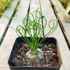 Image result for Albuca nigritana