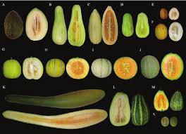Image result for Cucumis melo