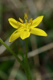 Image result for Hypoxidaceae