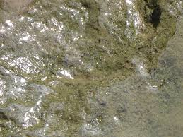 This sludge is very normal and under most conditions is not going to pose any significant problems unless severe. How To Remove Sludge From A Pond Pond Aquarium Problem Solver