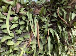 Image result for Pyrrosia