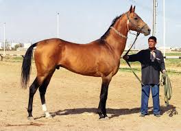 Piyada Pudok Bossan G Bay Born In 1990 Line Peren C Yuliya Kuznetsova 1999 Atlar