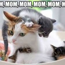 Mothers Day Meme Cute Funny Cat Memes Funny Cat Pictures Funny Animal Pictures