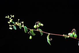 Image result for Helinus