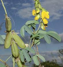 Image result for Crotalaria incompta