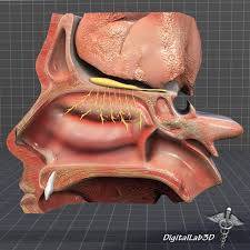 The nasal cavity anatomy is essential for both breathing and our sense of smell (olfaction). Nose Anatomy 3d Model In Anatomy 3dexport