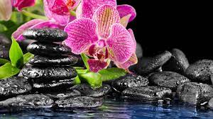 Download Wallpaper 1920x1080 Flowers Rocks Drops Water Reflection Full Hd 1080p Hd Background