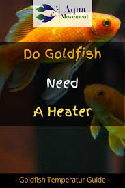Do Goldfish Need A Heater Aqua Movement In 2020 Goldfish Freshwater Aquarium Fish Goldfish Care