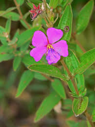 Image result for Dissotis