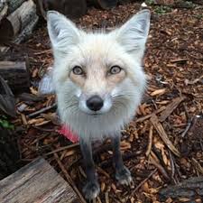 They Have The Most Beautiful Eyes The Universe Has Ever Seen Pet Fox Animal Photo Cute Animals