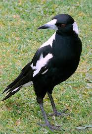 Black And White Aussie Birds Australian Magpie Birds Pet Birds Beautiful Birds