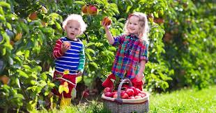 Maybe you would like to learn more about one of these? Fruit Trees And Soft Fruit Plants For Sale Buy Plants Online