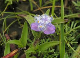 Image result for Cyanotis vaga