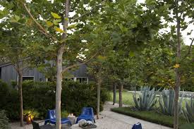 A Pasadena Garden Mixes Fresh And Modern Design With A Rustic Style In 2020 Garden Rustic Style Privacy Plants