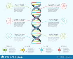 Dna Infographic Genetic Spiral Genomic Model Molecule