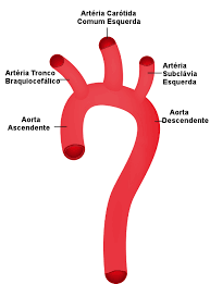 Não confundir com aneurisma de artéria coronária, que. Aorta Conceito Porcoes E Principais Problemas Brasil Escola