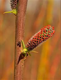 Image result for Vigna multinervis