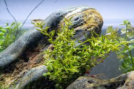 Image result for Rotala filiformis