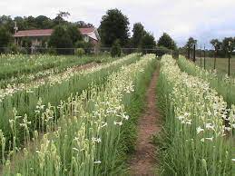 Tennessee Tuberoses Tuberose Bulbs For Sale A Blessing From The Lord Bulbs For Sale Fall Plants Tuberose