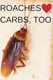 Pin On Cockroaches