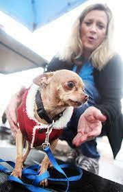 One bordatella, one parvo/distemper, and rabies vaccine for dogs. Mobile Unit Inaugural Vaccination Clinic Community Myheraldreview Com