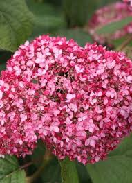 Image result for Hydrangea arborescens Pink Anabelle