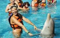 Image result for swim with dolphins in oahu