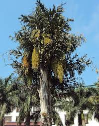 Image result for Caryota urens