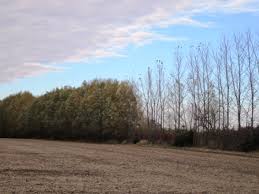 Bright blue sky on a. Austree Hybrid Willow Windbreak Trees