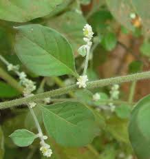 Image result for Nothosaerva brachiata