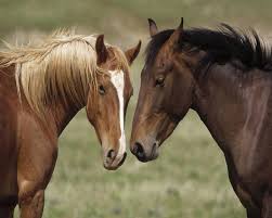 صور خيل اروع رمزيات للحصان بنات كول