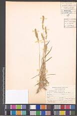 Image result for Trichoneura schlechteri