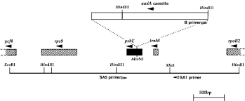 Check spelling or type a new query. The Chloroplast Encoded A Subunit Of Cytochromeb 559 Is Required For Assembly Of The Photosystem Two Complex In Both The Light And The Dark In Chlamydomonas Reinhardtii Journal Of Biological Chemistry