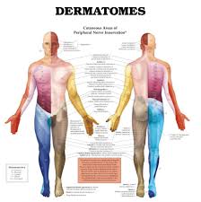 skin dermatomes ravi ramachandran m d