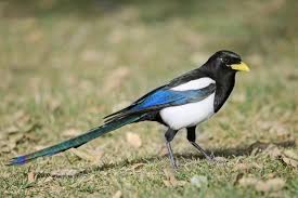 Just let us know how you like it. Yellow Billed Magpie Audubon Field Guide