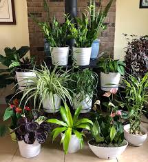 Plant Gang Entree Maison Plante