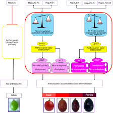 Muscle protein synthesis is the process your body uses to repair, grow, and strengthen muscle the best ways to increase muscle protein synthesis are to do lots of heavy strength training, eat enough. Coloring Biology In Grape Skin A Prospective Strategy For Molecular Farming Fang 2018 Physiologia Plantarum Wiley Online Library