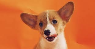 After you've arrived and checked in you'll be shown to your seat with your paints, brushes, and canvas all ready to go. This Paint N Sip Studio Is Holding A Paint Your Pet Night Glam Adelaide