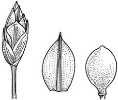 Image result for Tristachya