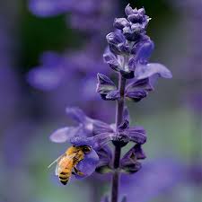 Perennial salvia, also known as sage, comes in a variety of colors including blue, lavender, red, and white. Big Blue Salvia Seeds From Park Seed